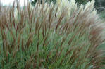 Miscanthus sinensis Silberspinne - Ornamental grass with silver central leaf spine